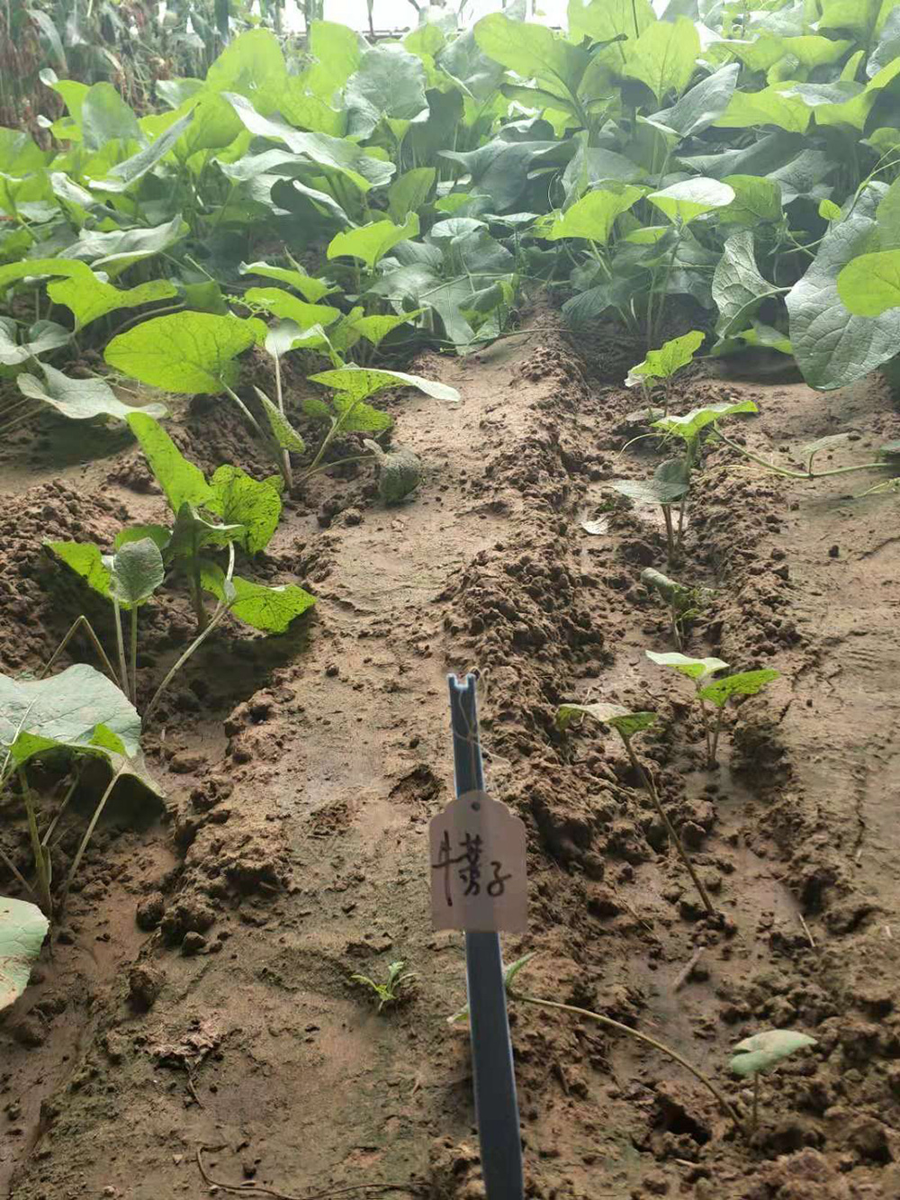 1548034724848022.jpg 微信圖片_20181105104218.jpg